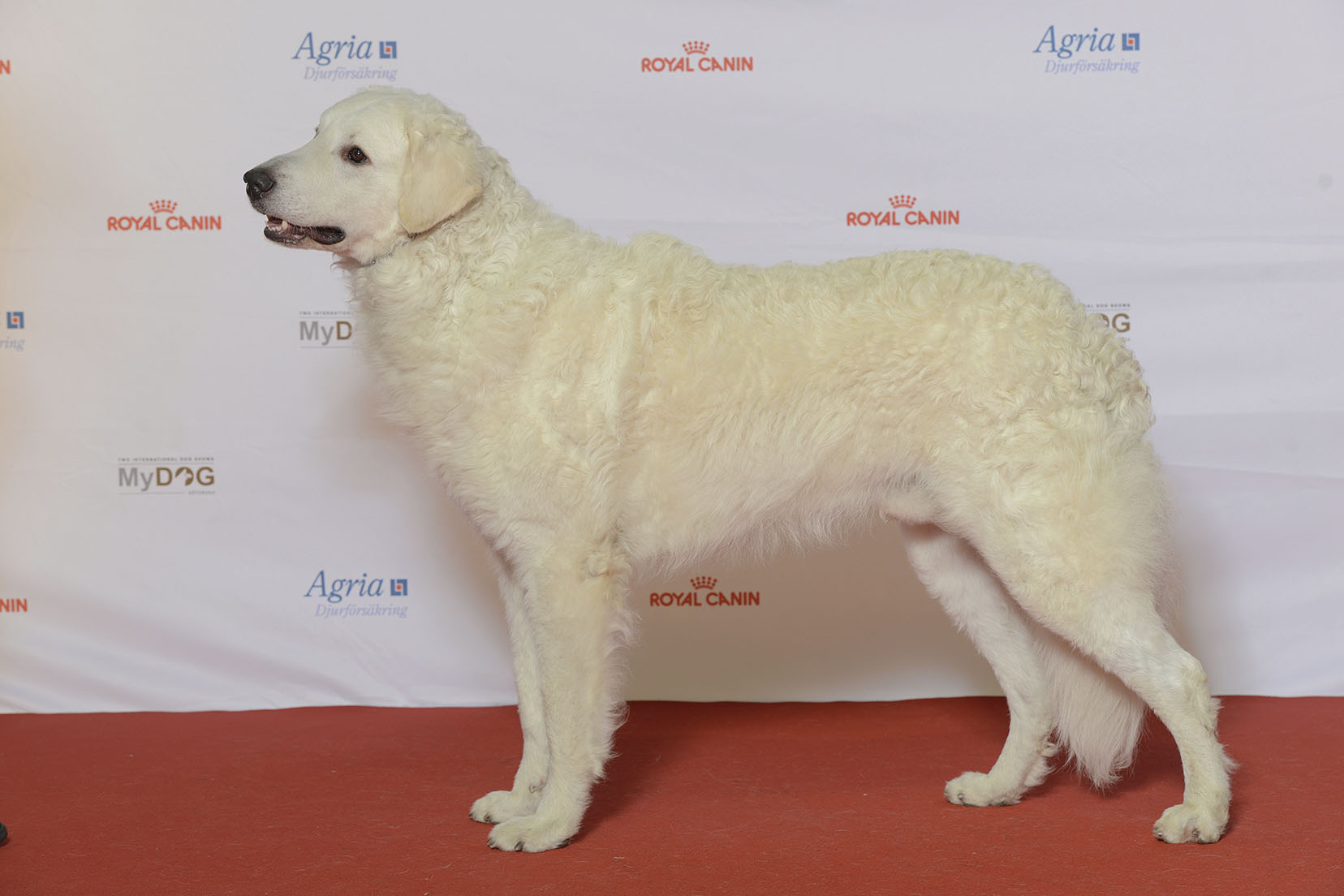 Photograph showing the Kuvasz breed