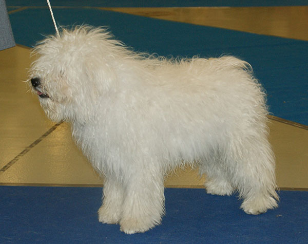 Photograph showing the Puli breed