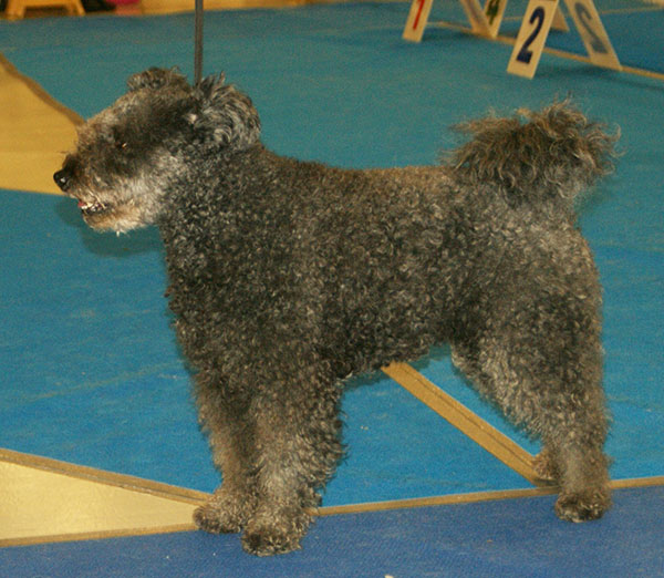 Photograph showing the Pumi breed