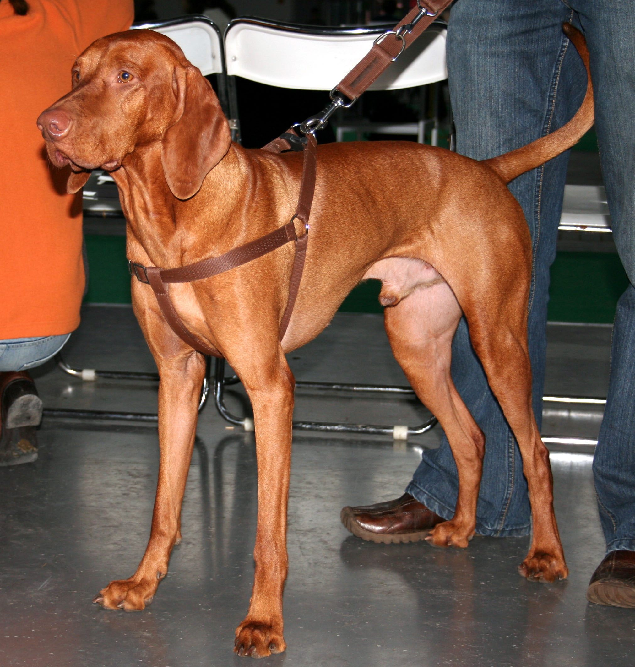 Photograph showing the Hungarian Vizsla breed