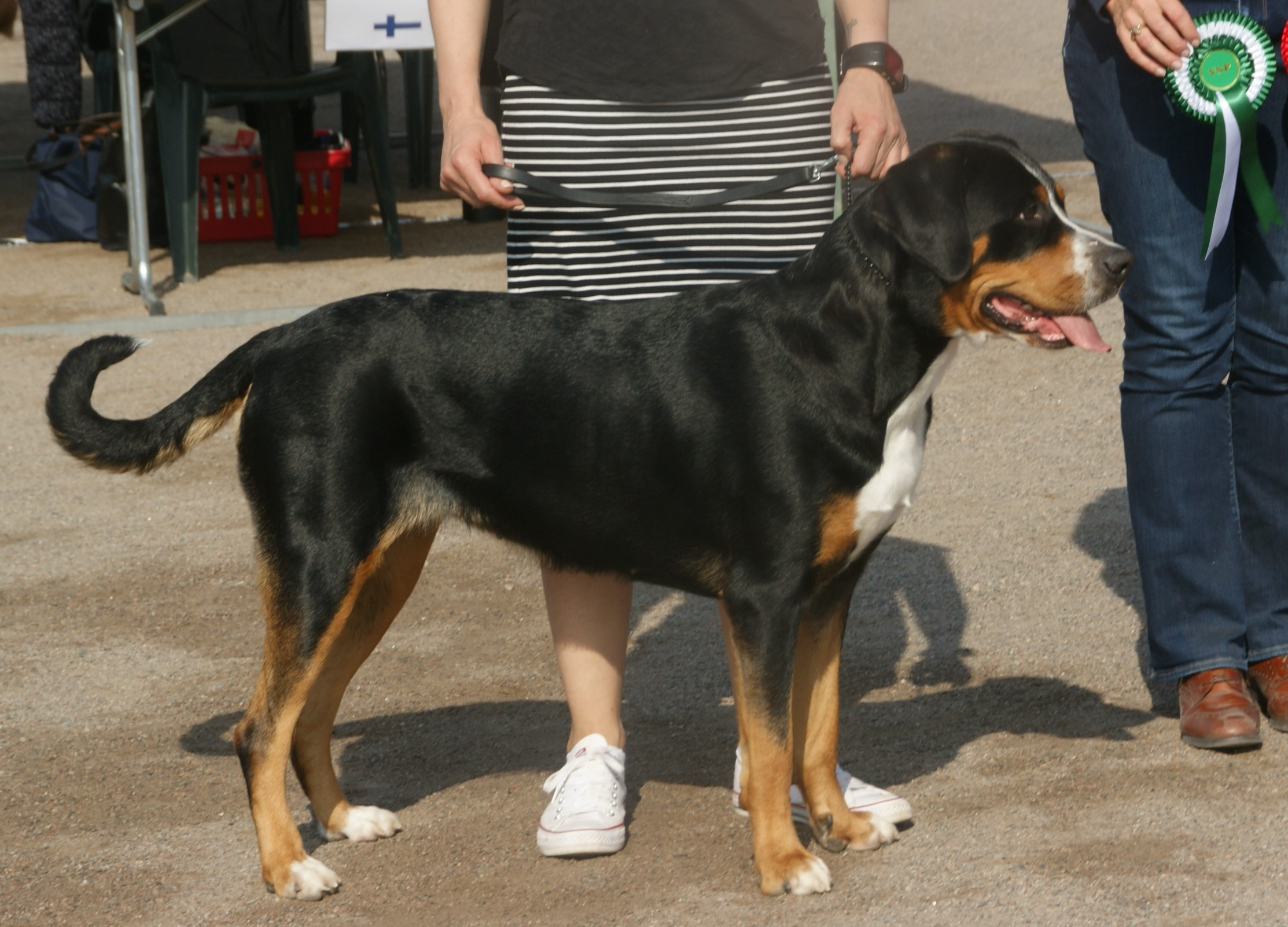 Photograph showing the Greater Swiss Mountain Dog breed