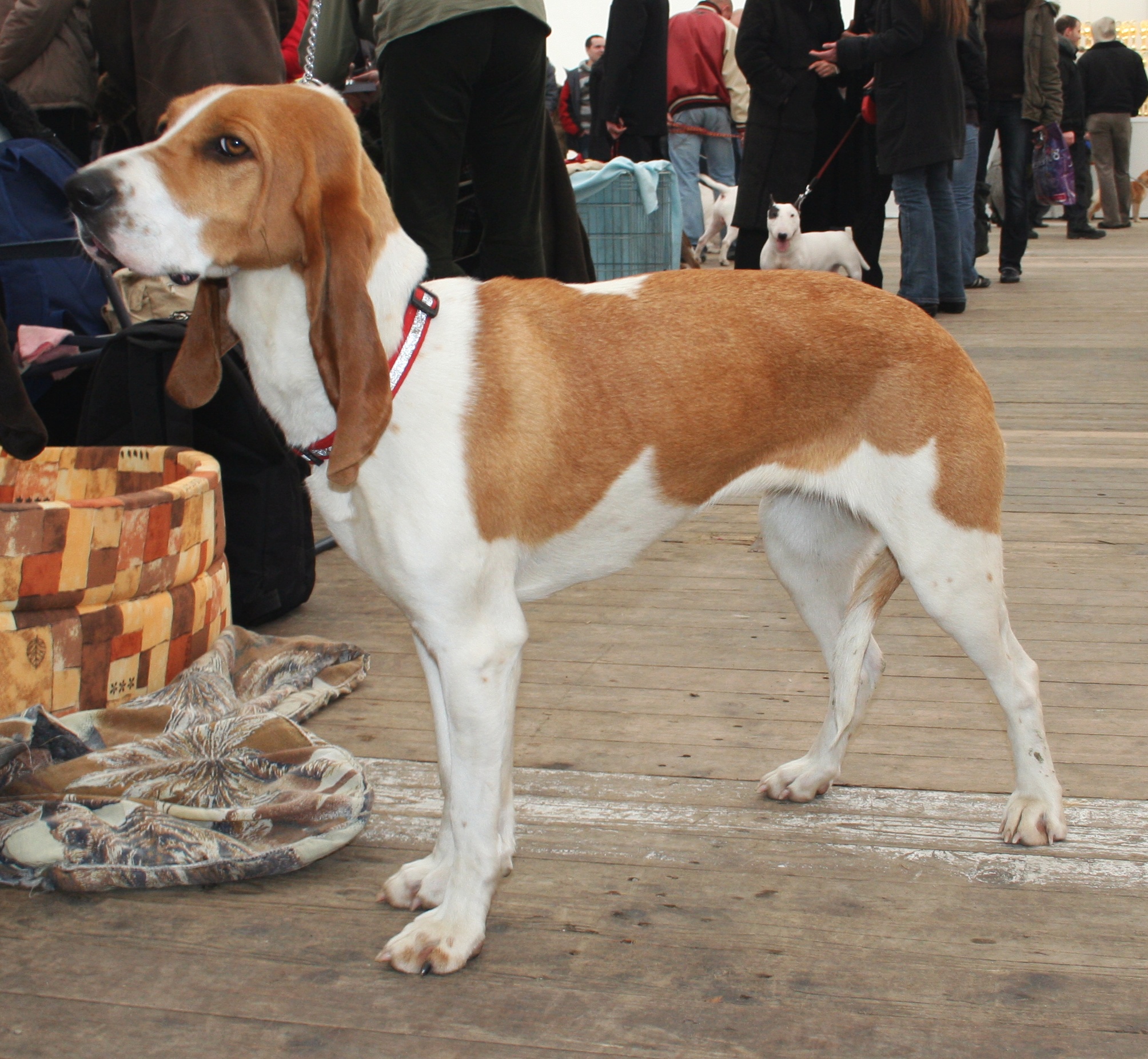 Photograph showing the Swiss Hound breed