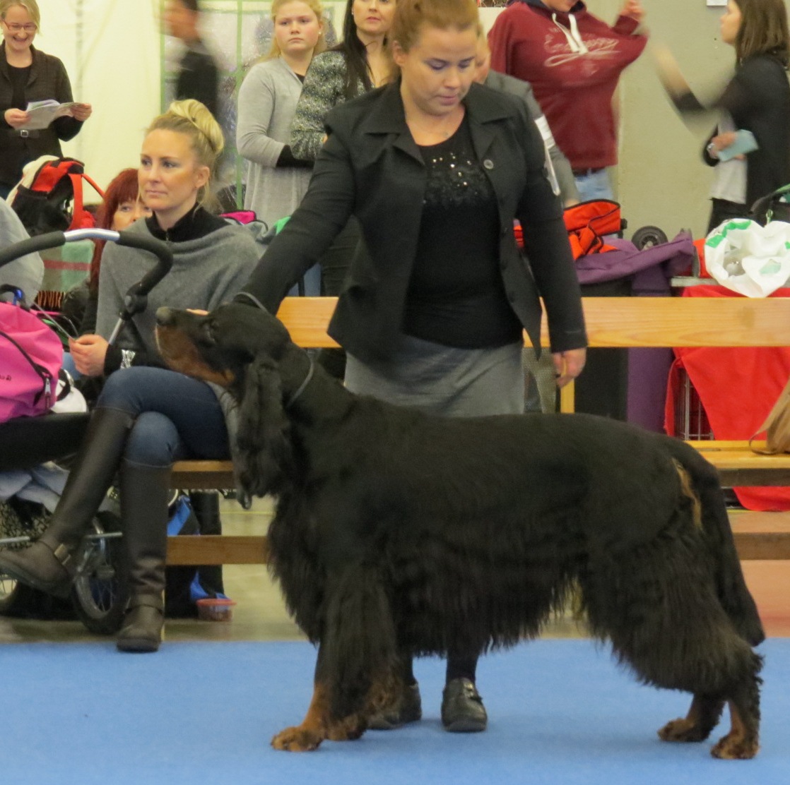 Photograph showing the Gordon Setter breed