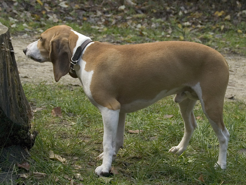 Photograph showing the Small Swiss Hound breed