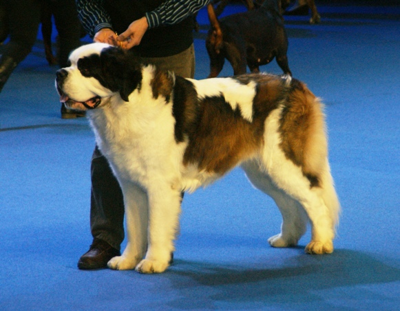 Photograph showing the Saint Bernard breed