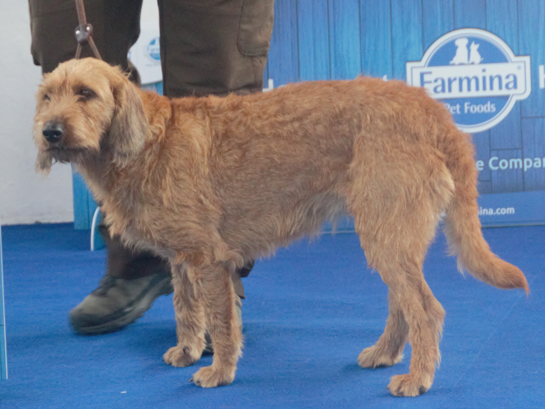 Photograph showing the Coarse-Haired Styrian Hound breed