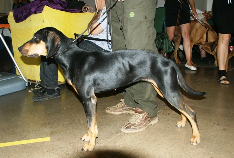 Photograph showing the Austrian Black and Tan Hound breed
