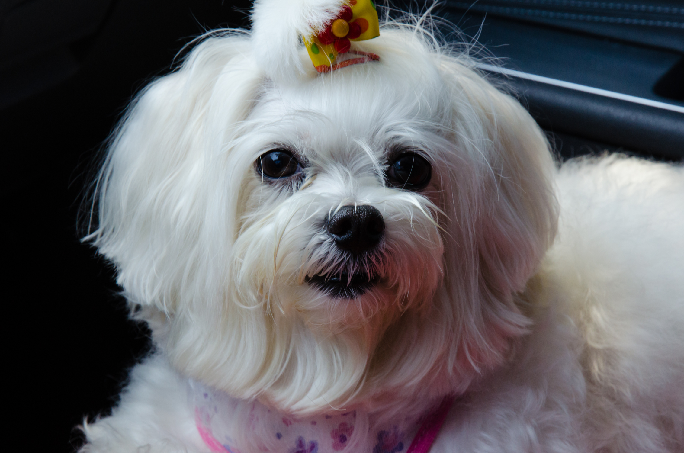 Photograph showing the Maltese breed
