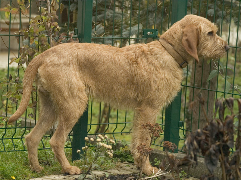 Photograph showing the Fawn Brittany Griffon breed