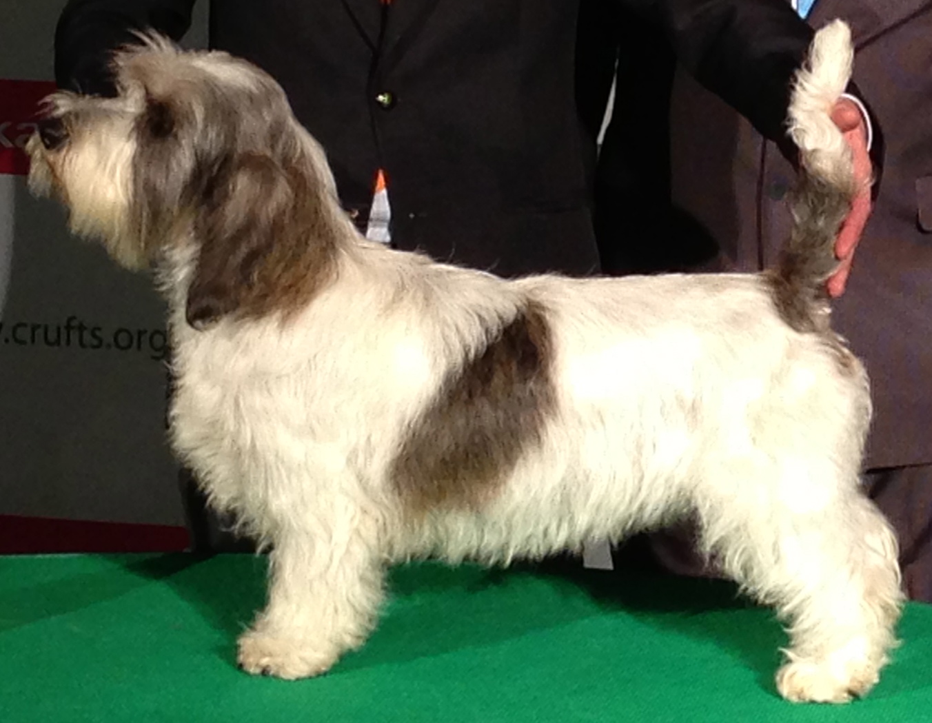 Photograph showing the Petit Basset Griffon Vendeen breed