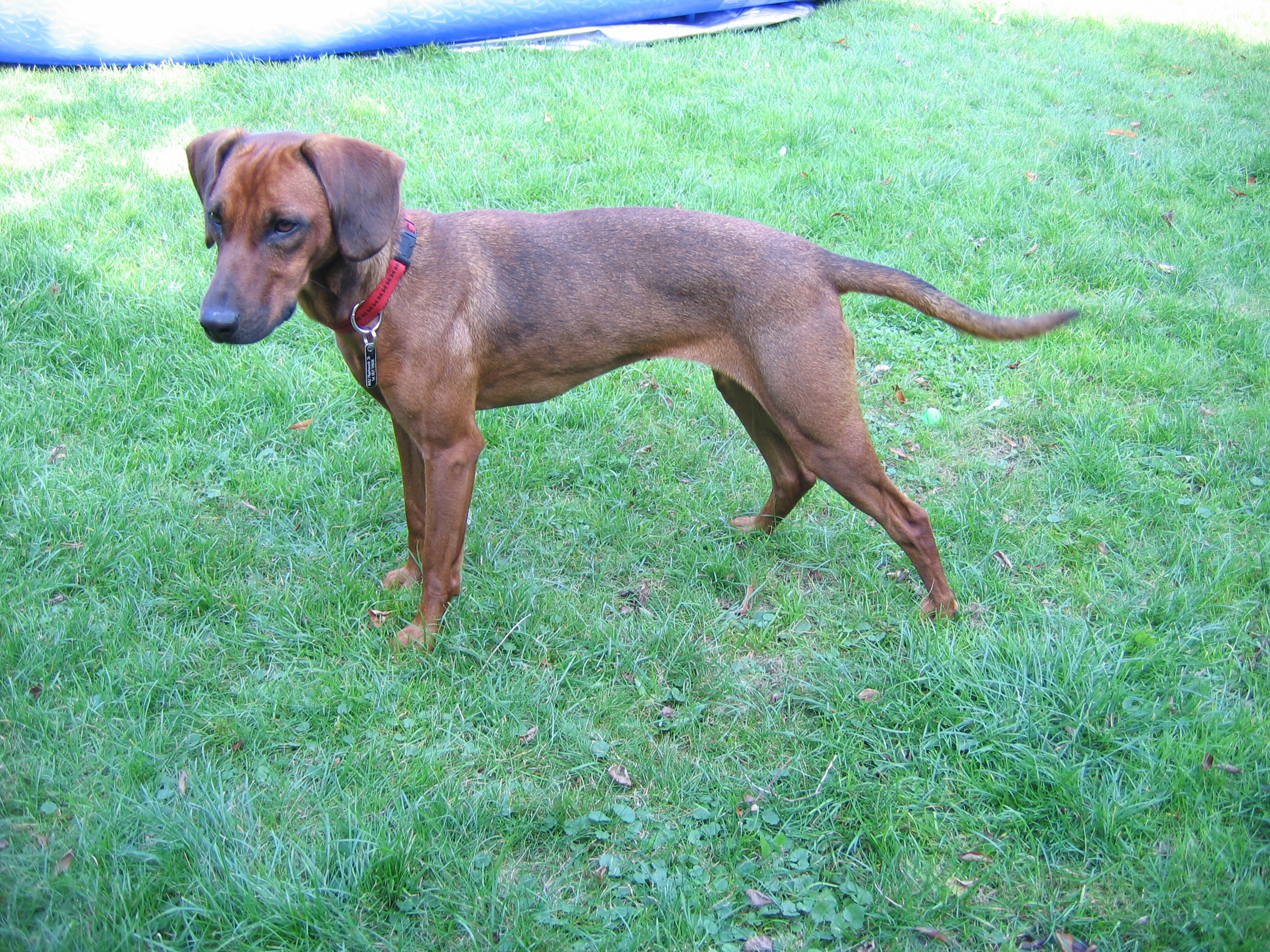 Photograph showing the Tyrolean Hound breed