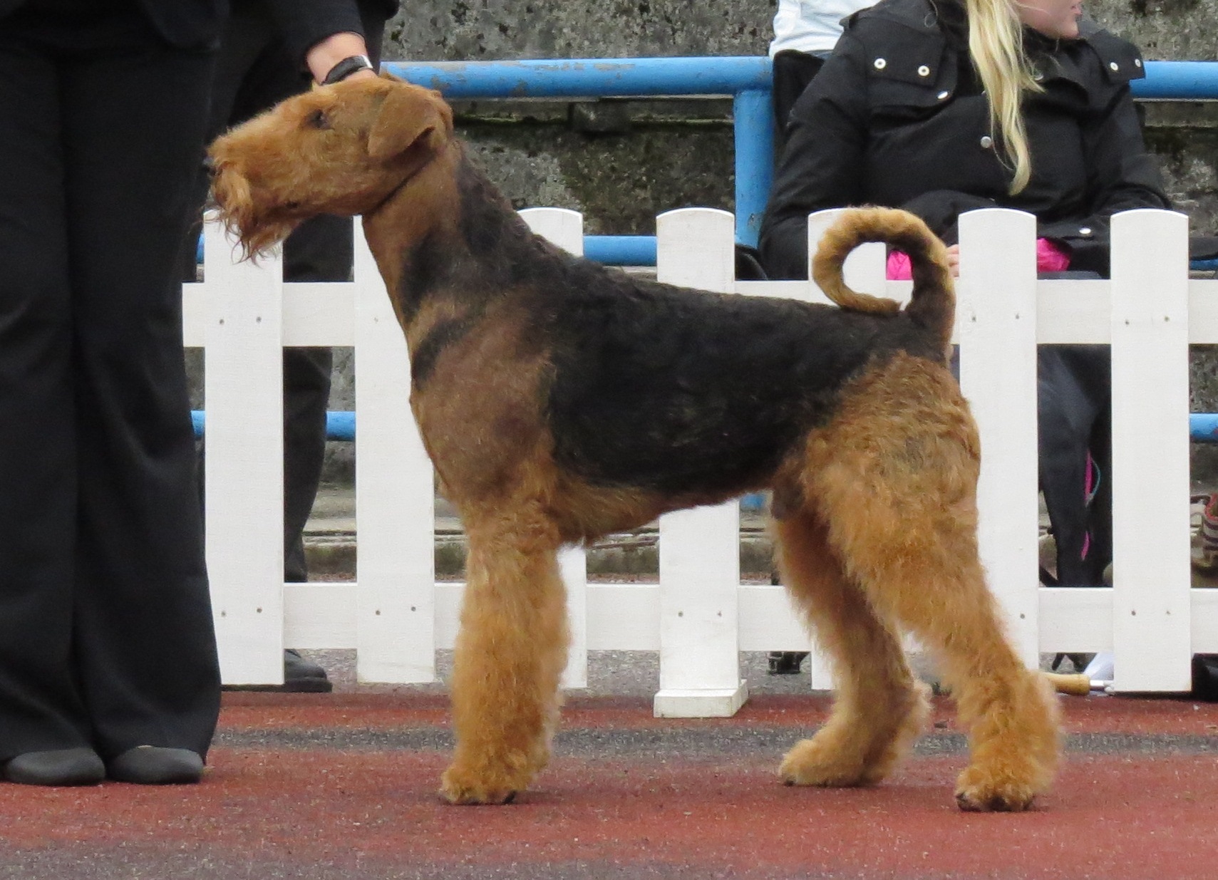 Photograph showing the Airedale Terrier breed