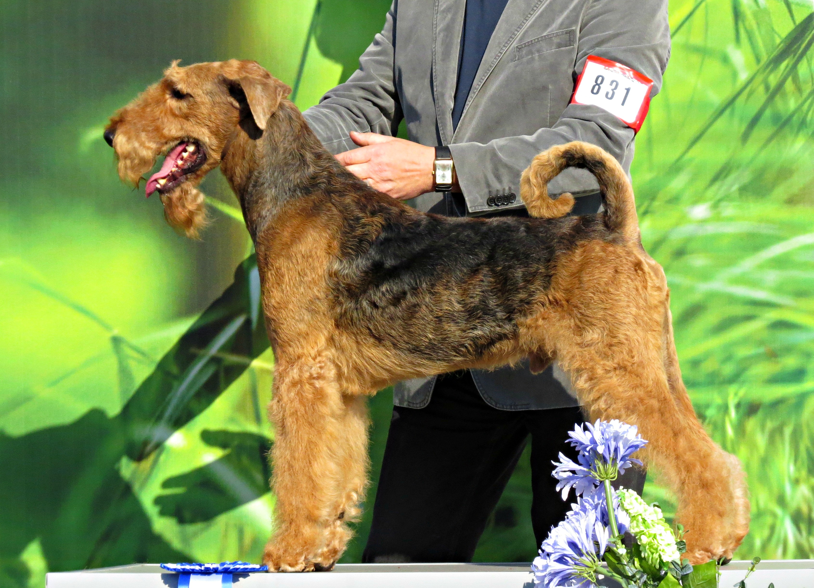 Photograph showing the Lakeland Terrier breed