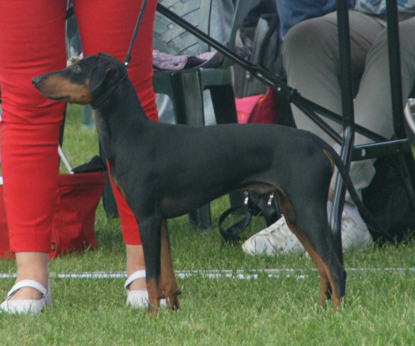 Photograph showing the Manchester Terrier breed