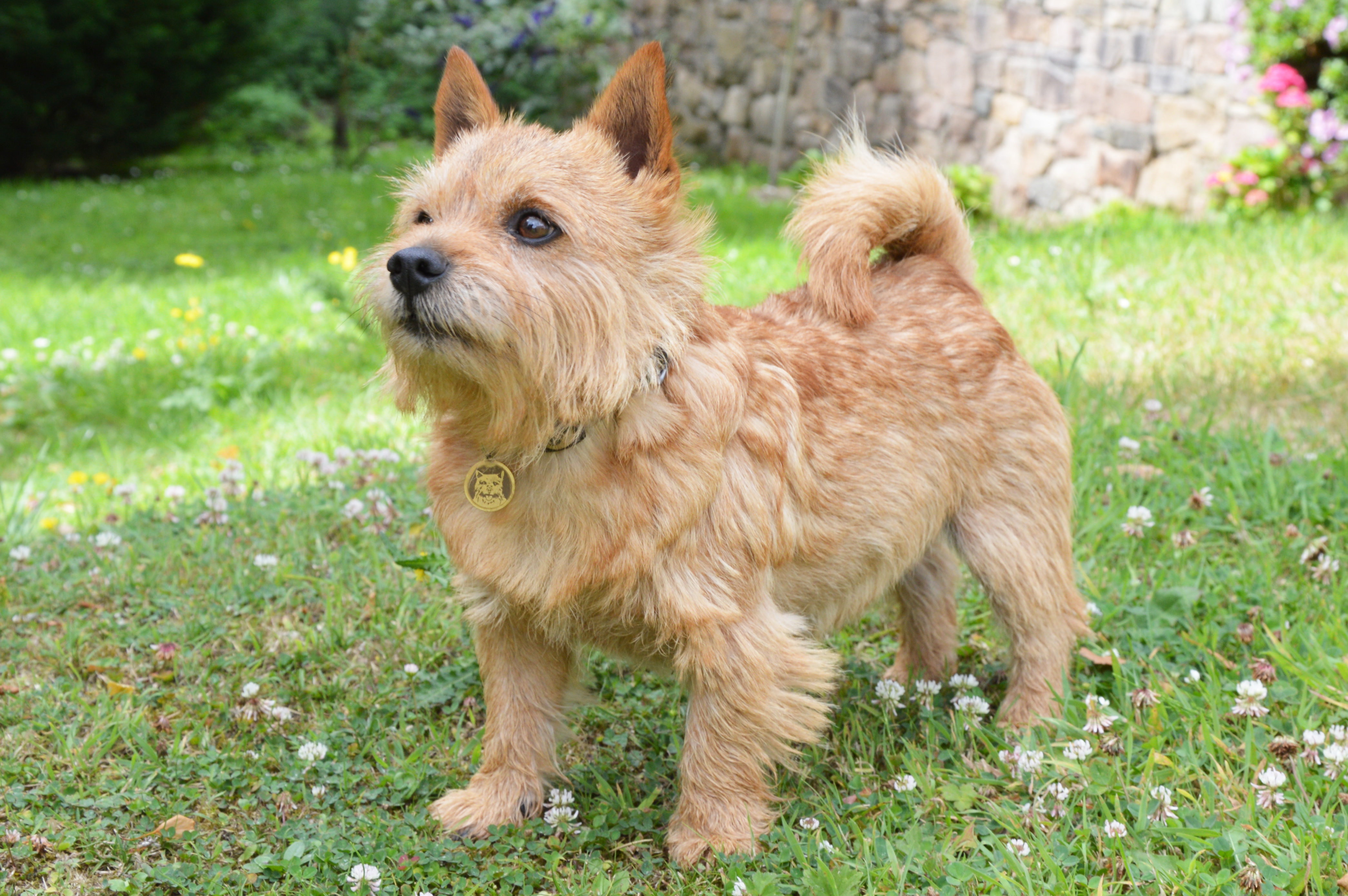 Photograph showing the Norwich Terrier breed