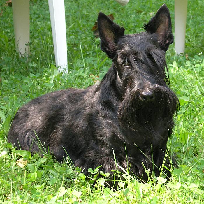 Photograph showing the Scottish Terrier breed
