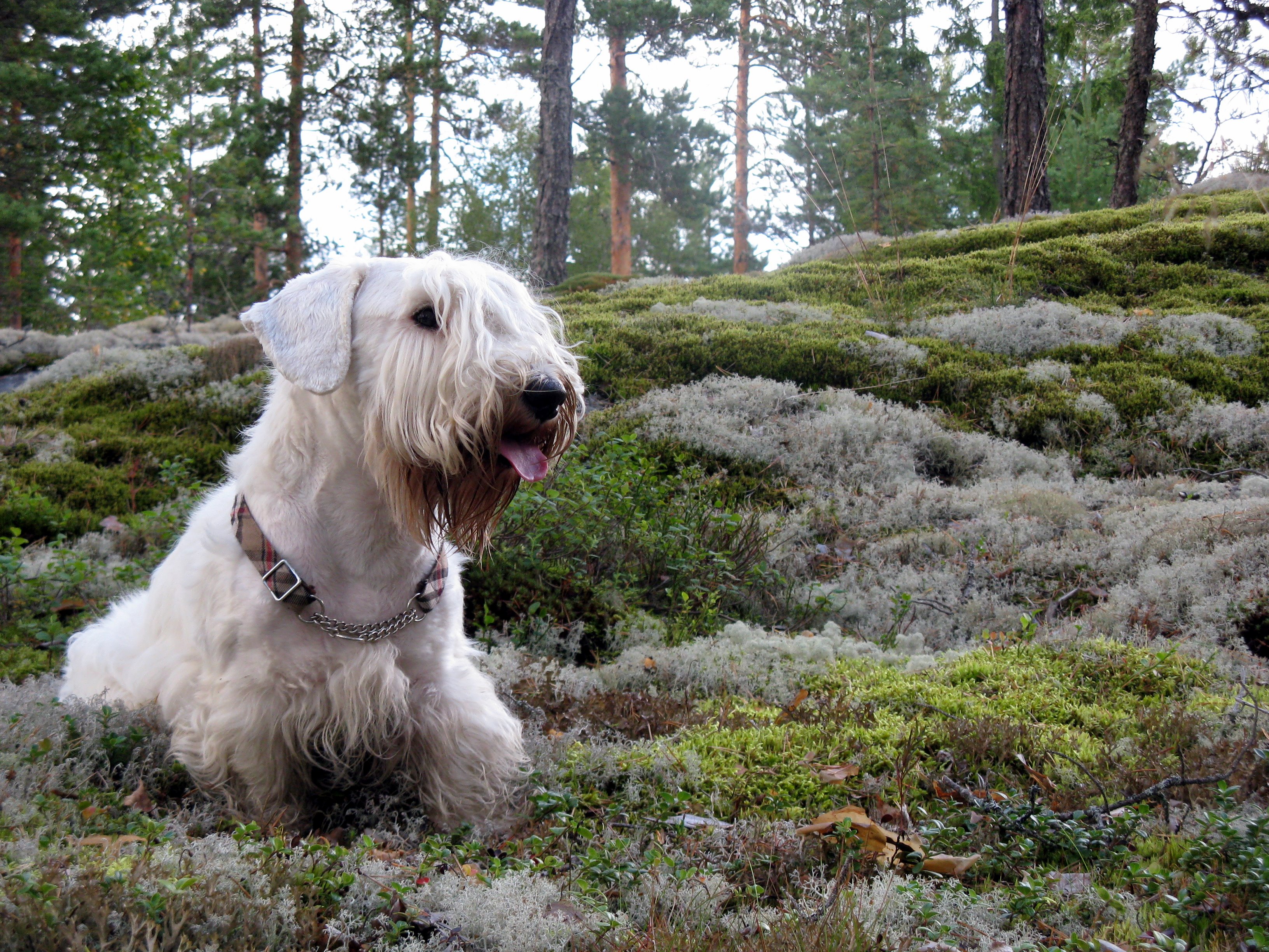 Photograph showing the Sealyham Terrier breed