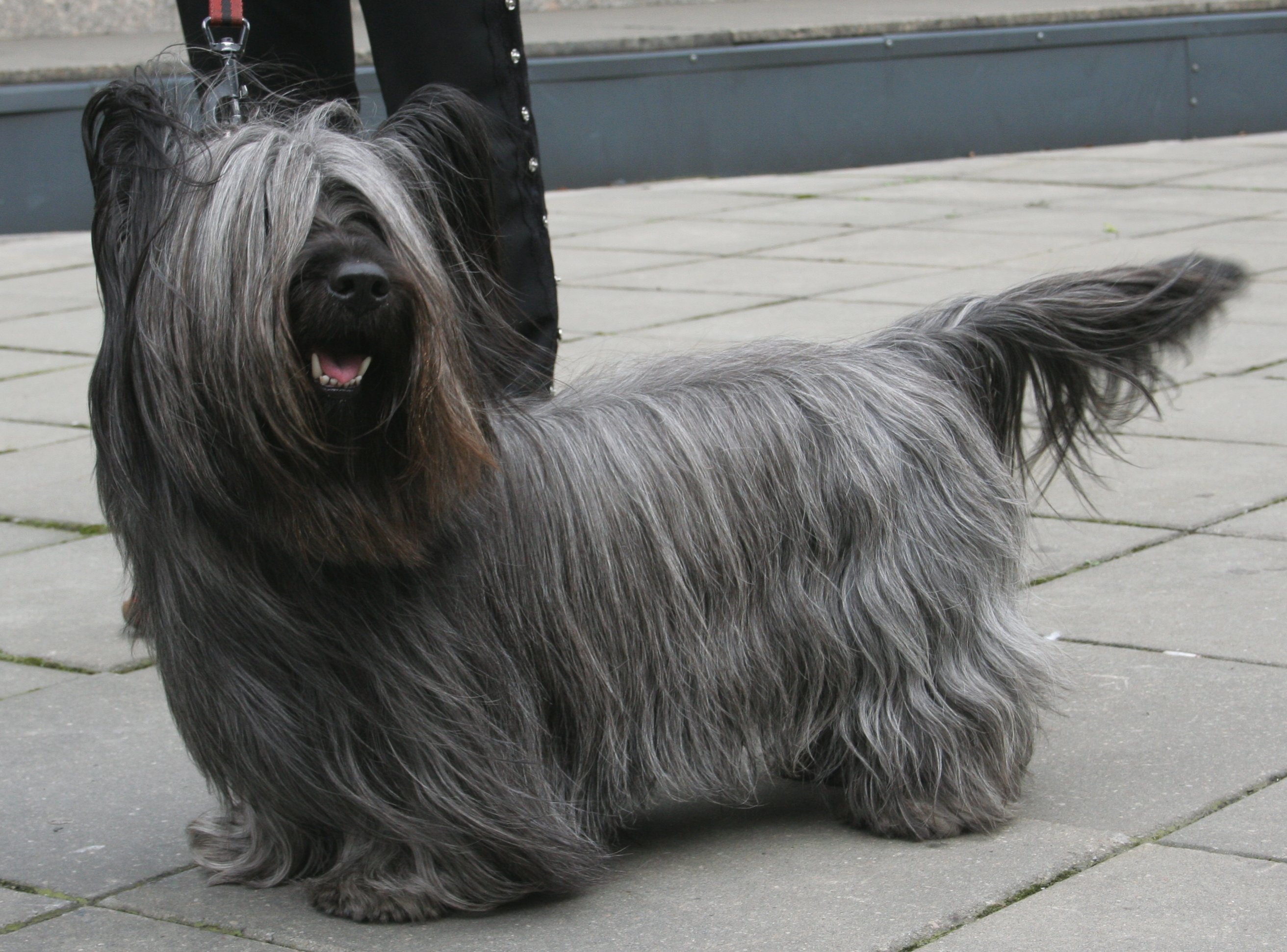 Photograph showing the Skye Terrier breed