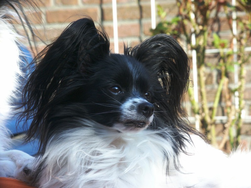Photograph showing the Papillon and Phalene breed