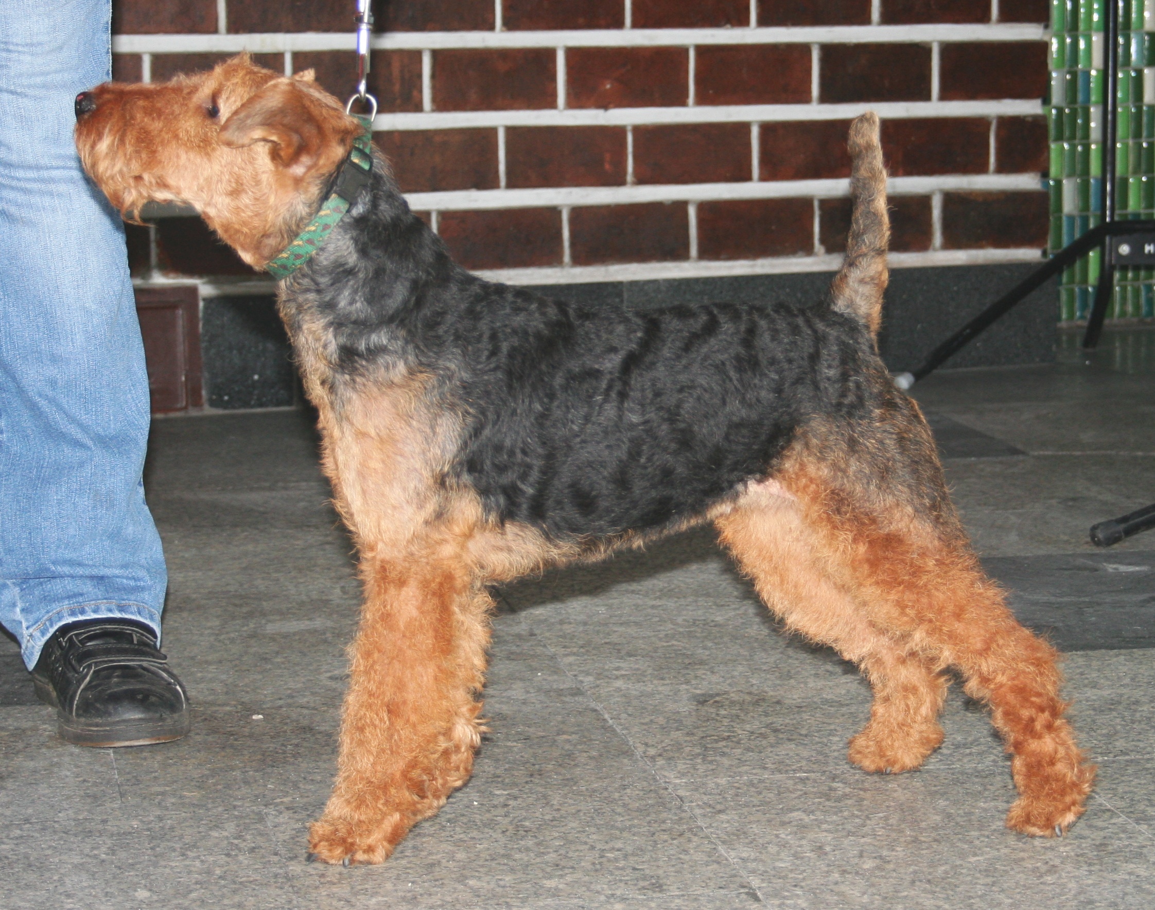 Photograph showing the Welsh Terrier breed
