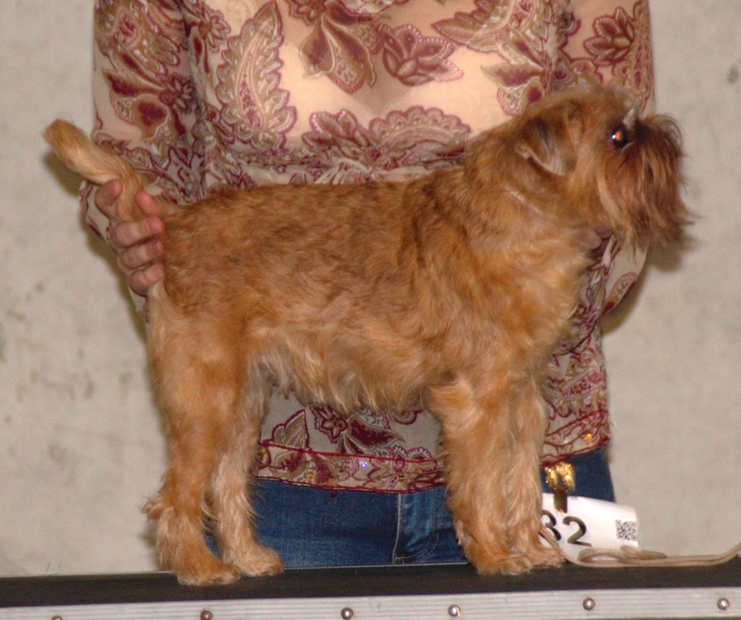 Photograph showing the Griffon Bruxellois breed