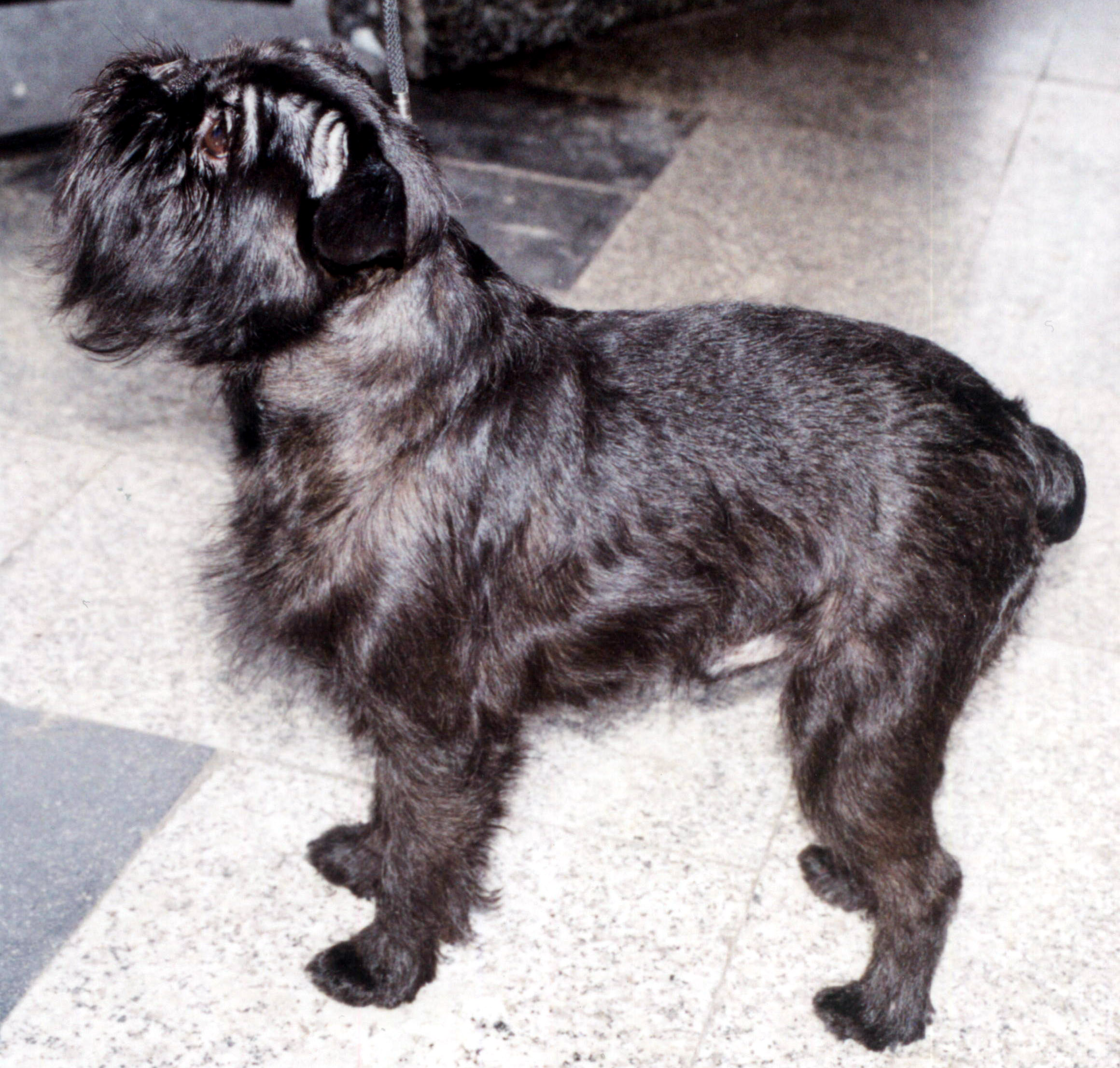 Photograph showing the Griffon Belge breed