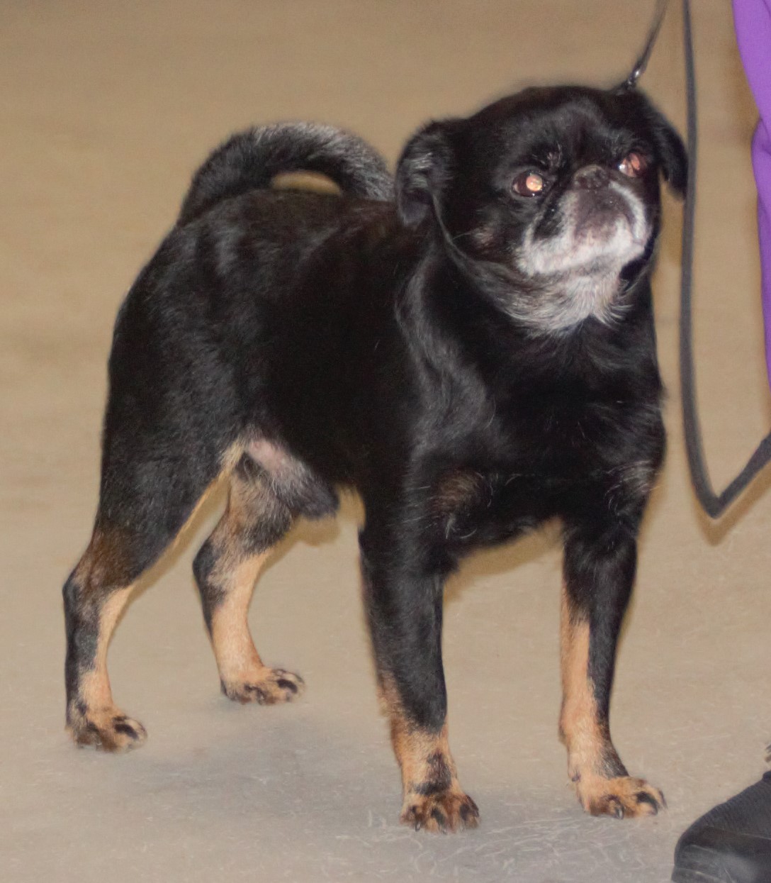 Photograph showing the Petit Brabancon breed