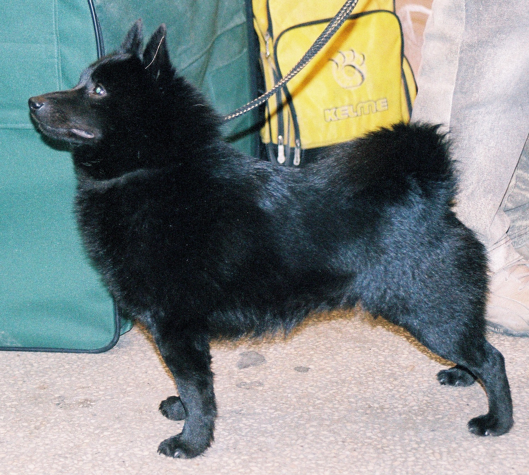 Photograph showing the Schipperke breed