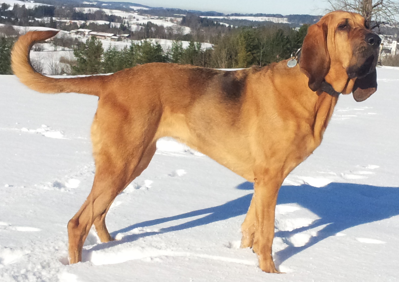 Photograph showing the Bloodhound breed