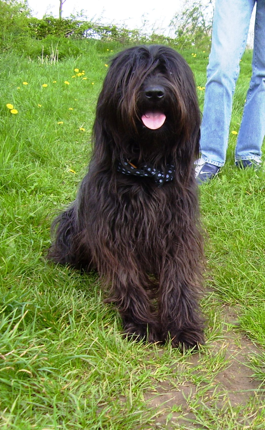Photograph showing the Catalan Sheepdog breed