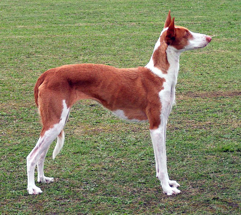 Photograph showing the Ibizan Hound breed