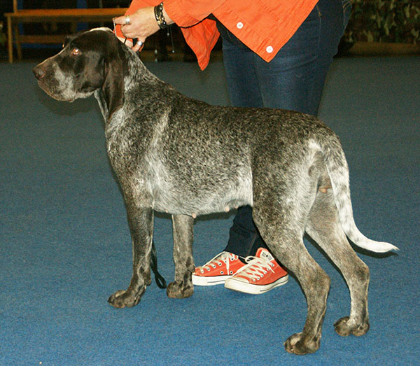 Photograph showing the Burgos Pointing Dog breed