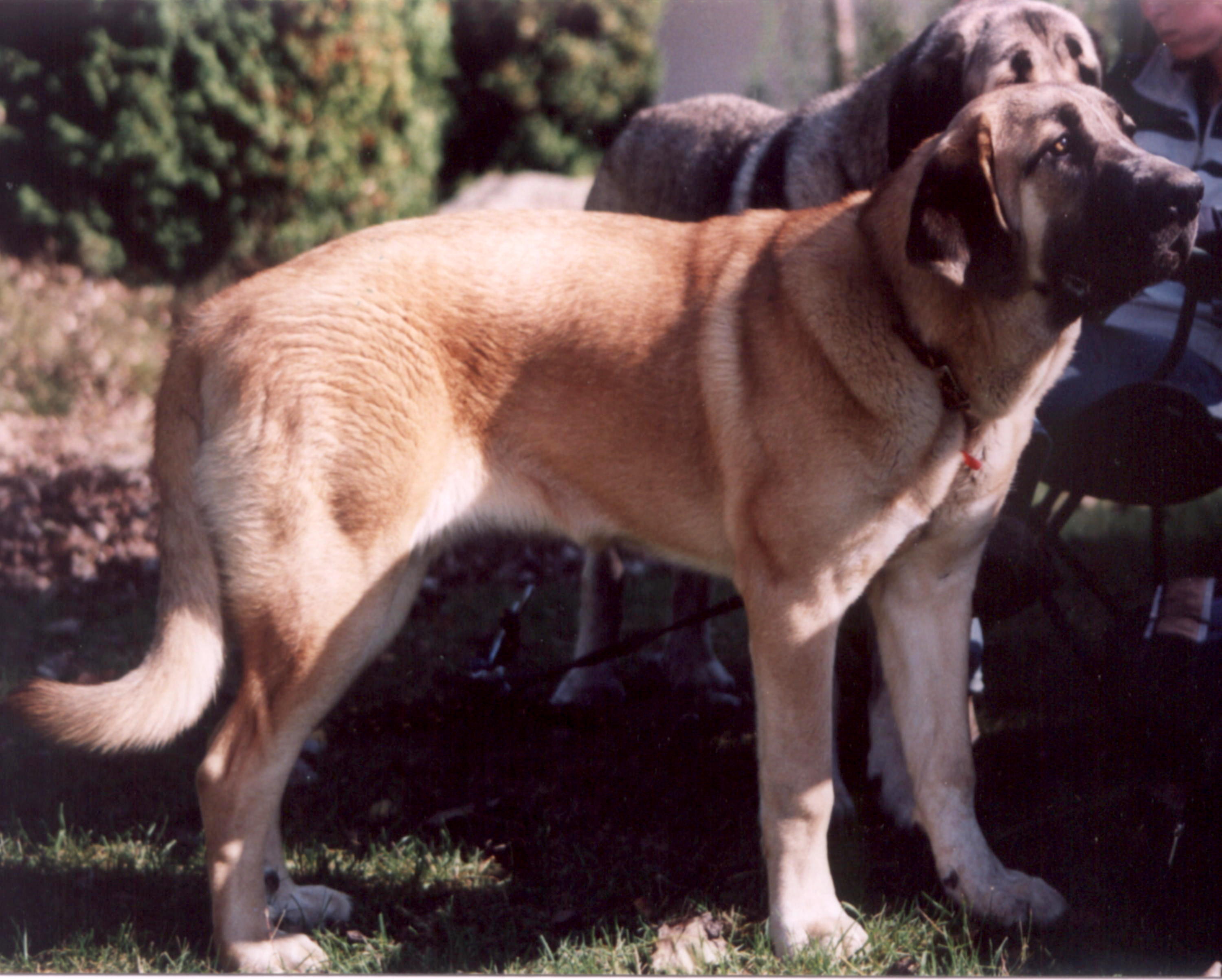 Photograph showing the Spanish Mastiff breed