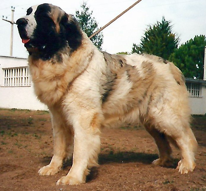 Photograph showing the Pyrenean Mastiff breed