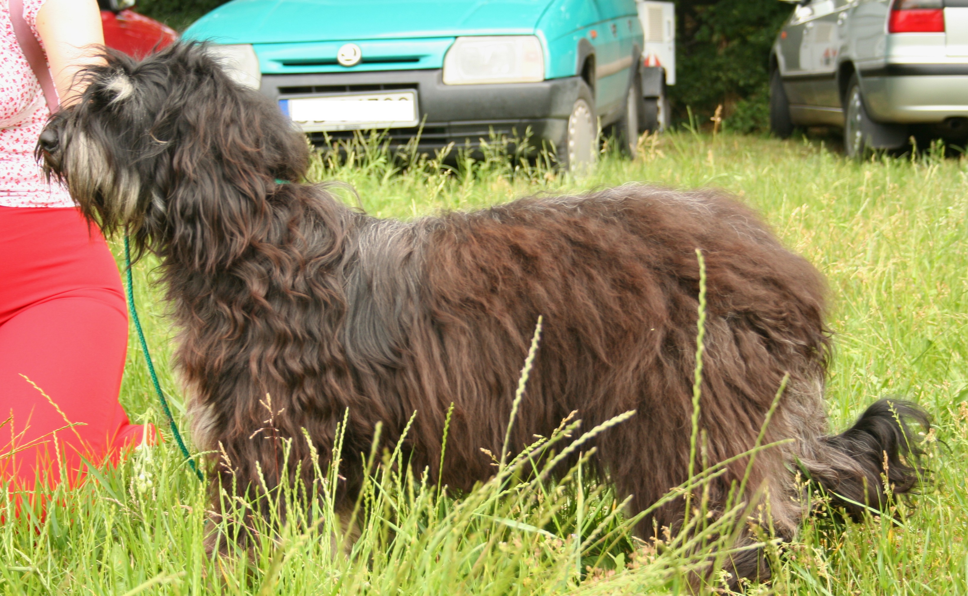 Photograph showing the Portuguese Sheepdog breed