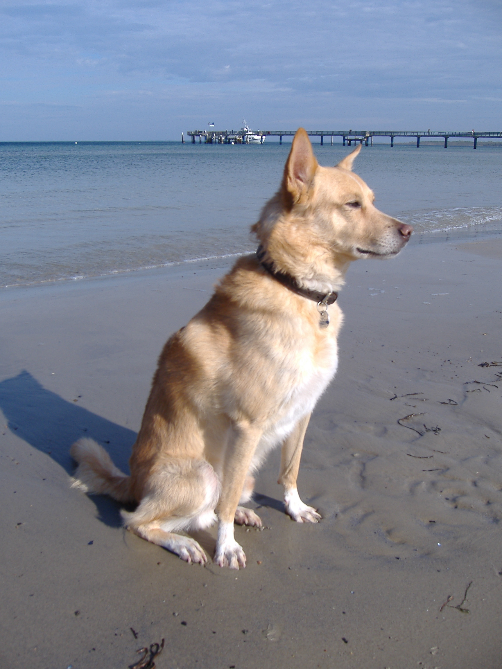 Photograph showing the Portuguese Podengo breed