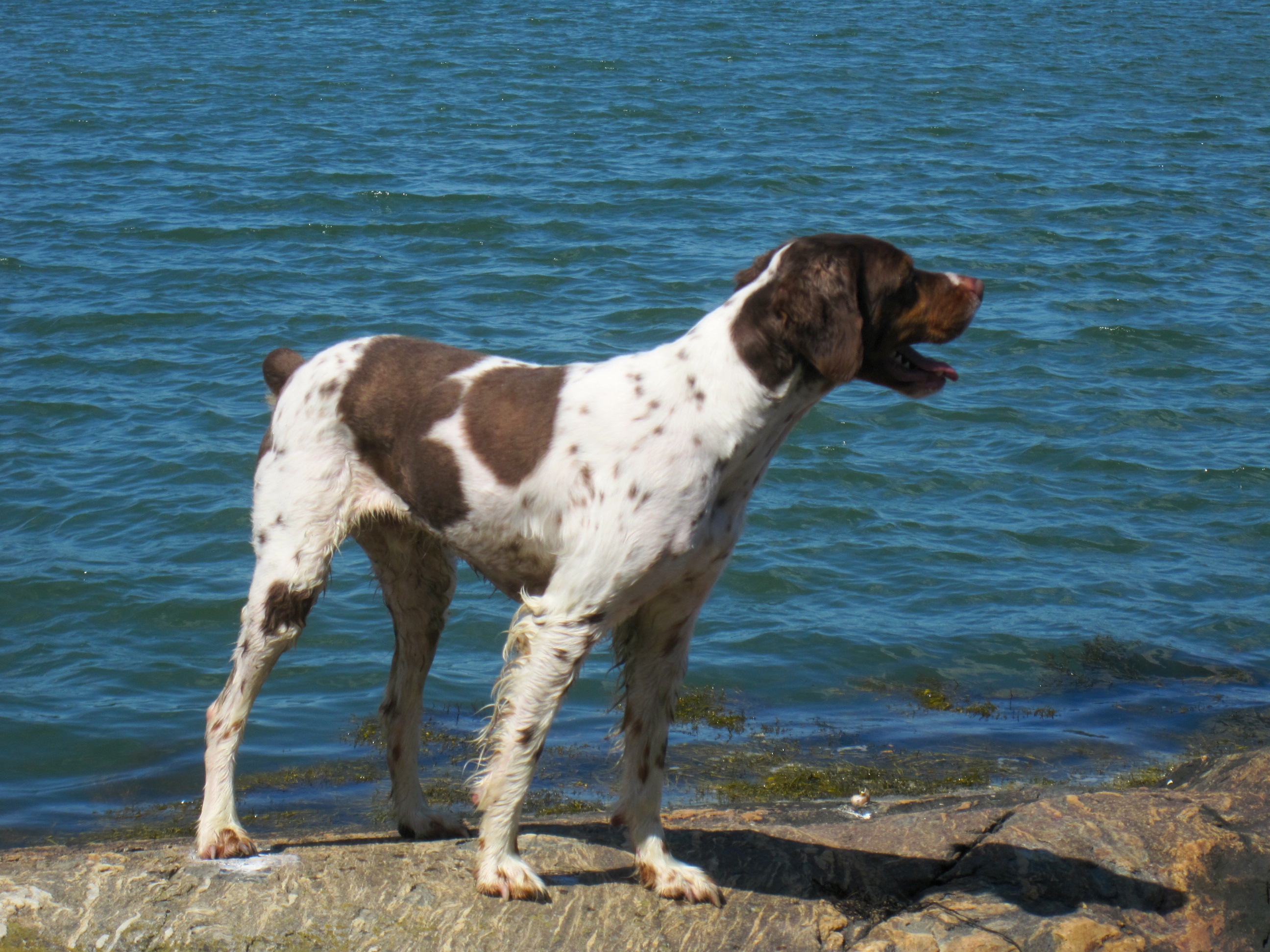 Photograph showing the Brittany breed