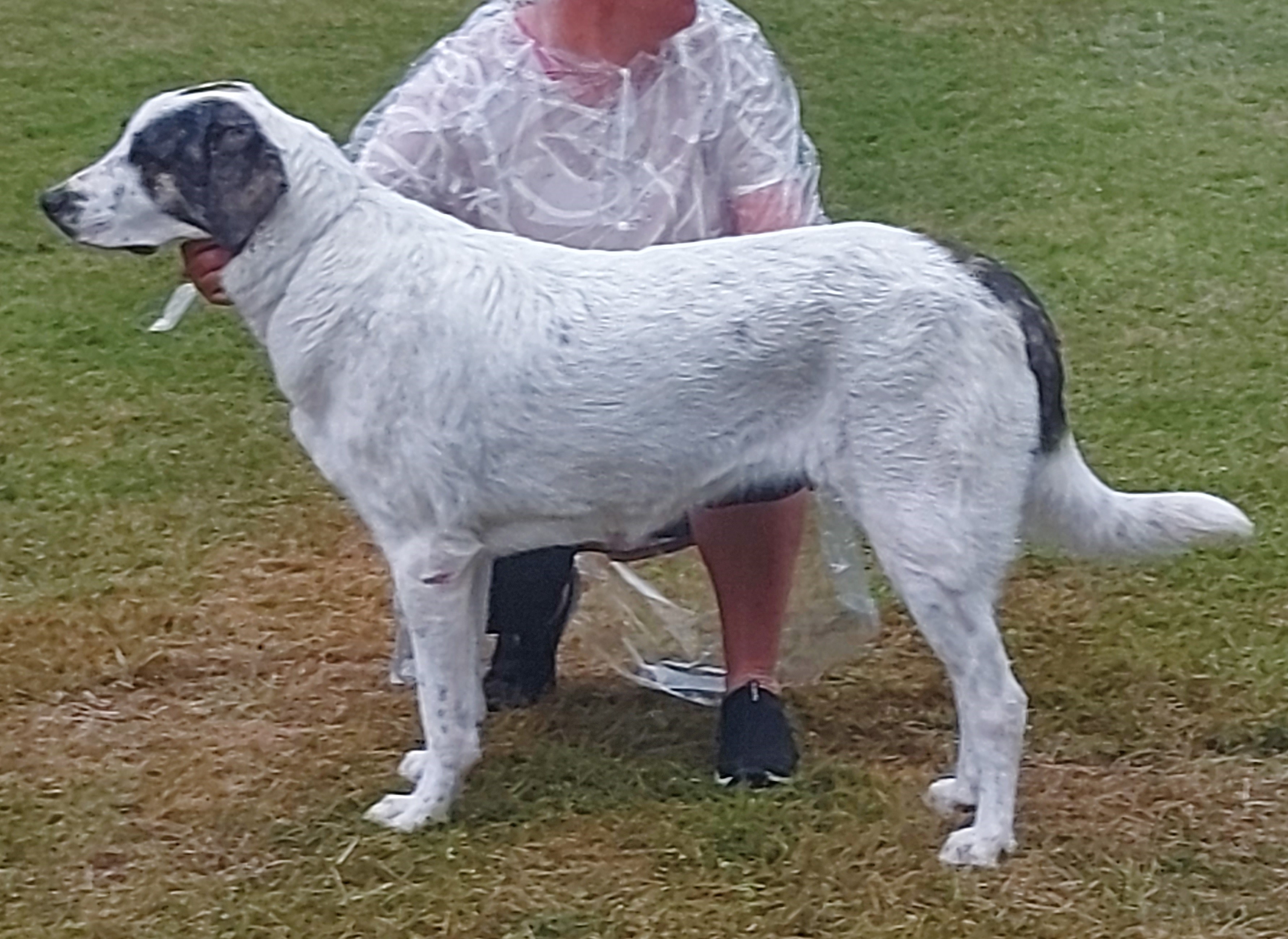 Photograph showing the Rafeiro do Alentejo breed