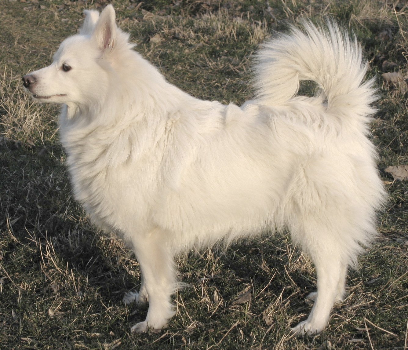 Photograph showing the German Spitz breed