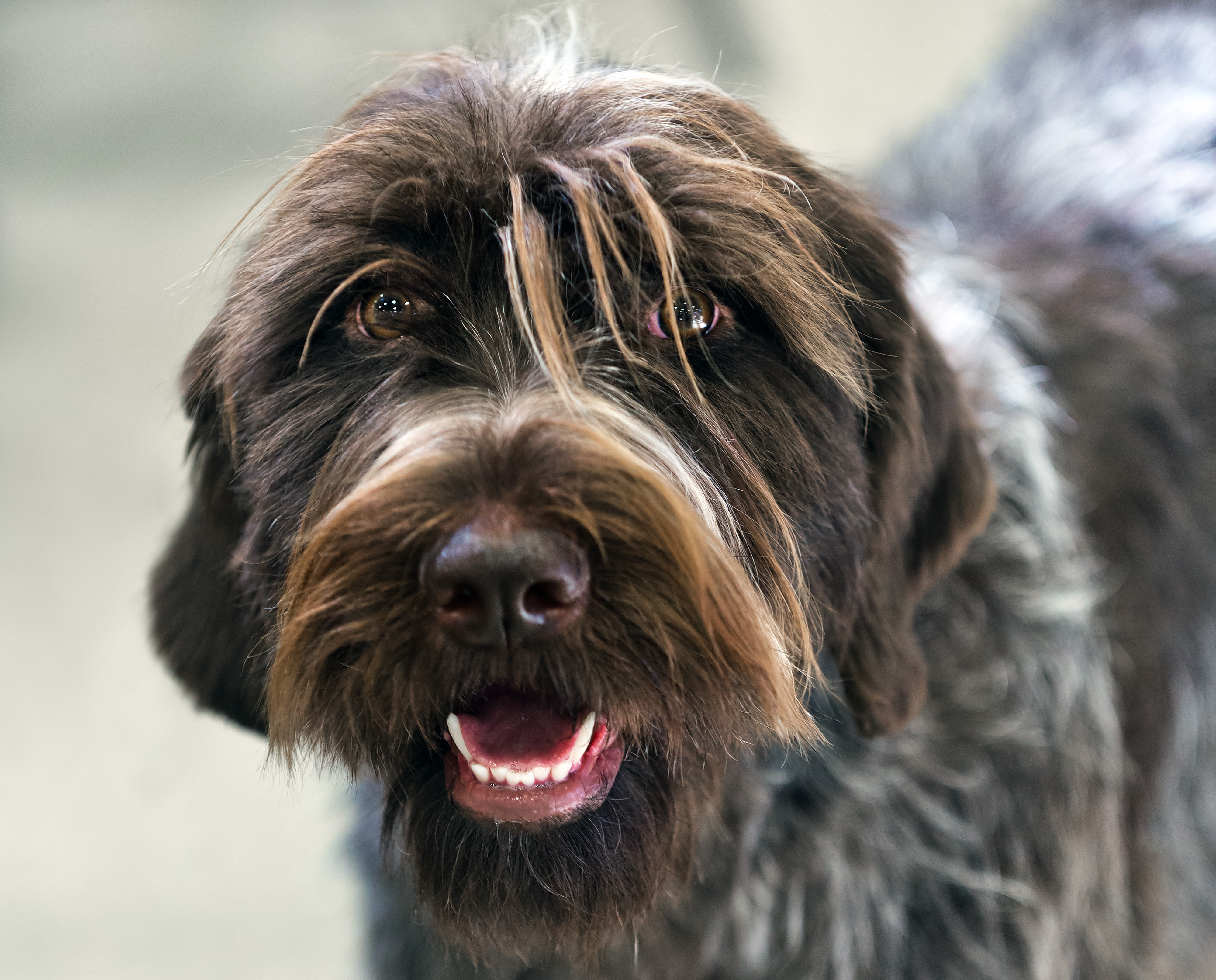 Photograph showing the German Wirehaired Pointer breed