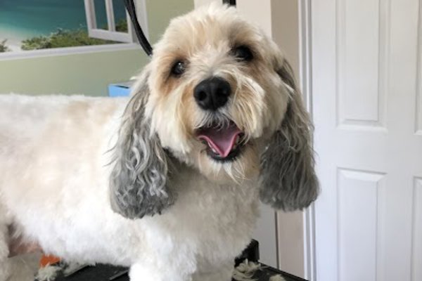 Photo associated with Canine Grooming