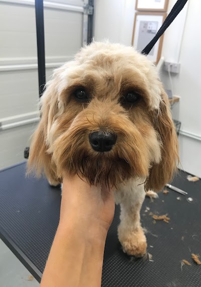 Photo associated with Canine Grooming