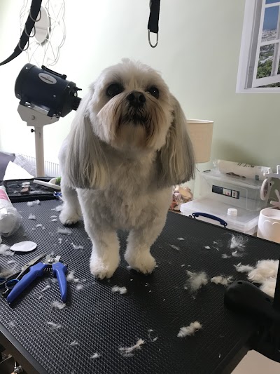 Photo associated with Canine Grooming
