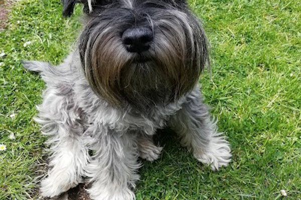 Photo associated with Barking Beauties & Friends