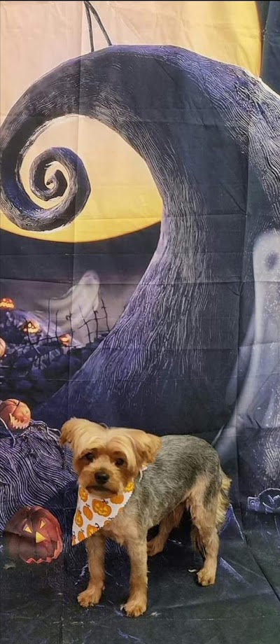 Photo associated with Bloomingtails Dog Grooming