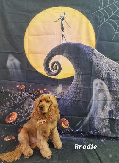 Photo associated with Bloomingtails Dog Grooming