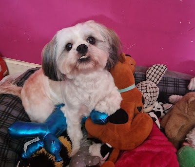Photo associated with Shaggy Dog Pet Grooming Centre