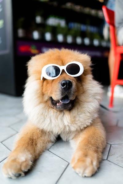 Photo associated with Shaggy Dog Pet Grooming Centre