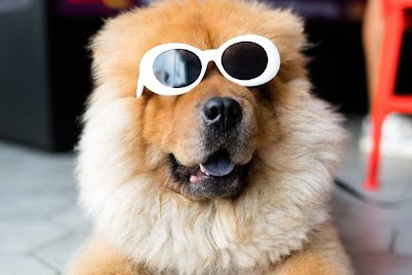 Photo associated with Shaggy Dog Pet Grooming Centre