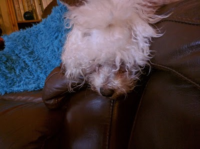 Photo associated with Ceras Mobile Dog Grooming--dogs groomed inside your home by Cera Feaviour C&G, Fd BSc(hons)